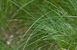 Upright sedge